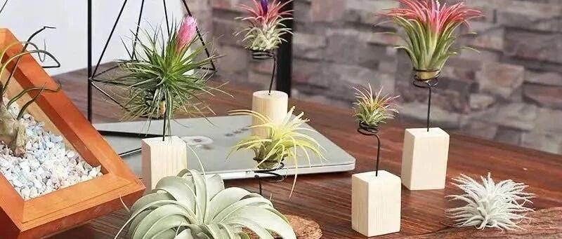 公认最好养的十种花，想要养死都很难，你家养了几种?