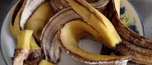 10分钟香蕉皮变最棒的花肥，快快收藏！