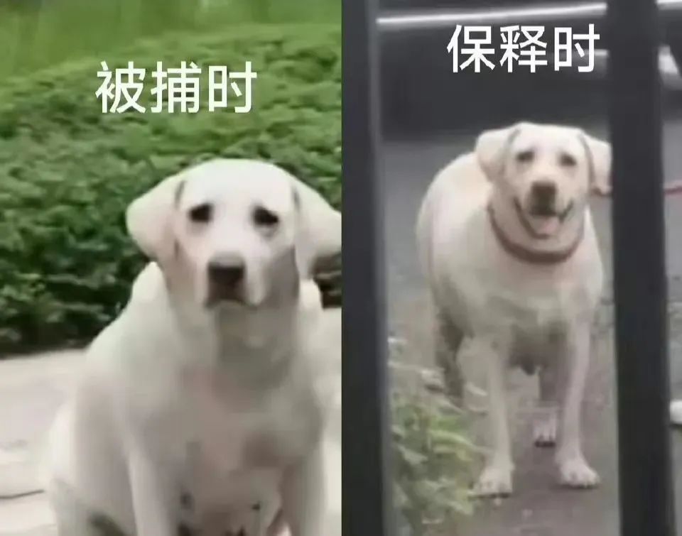 不栓绳或成恶犬伤人最大诱因