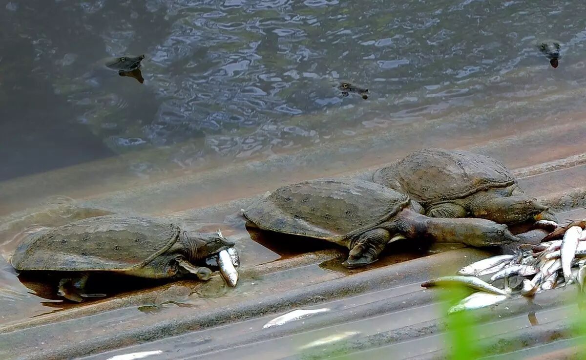株洲市民"救"下一只将近20斤大甲鱼,然后