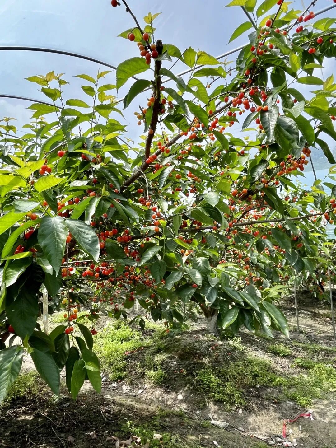 看到树上诱人樱桃,便想起了小时候爬上樱桃树,睡着吃,躺着吃
