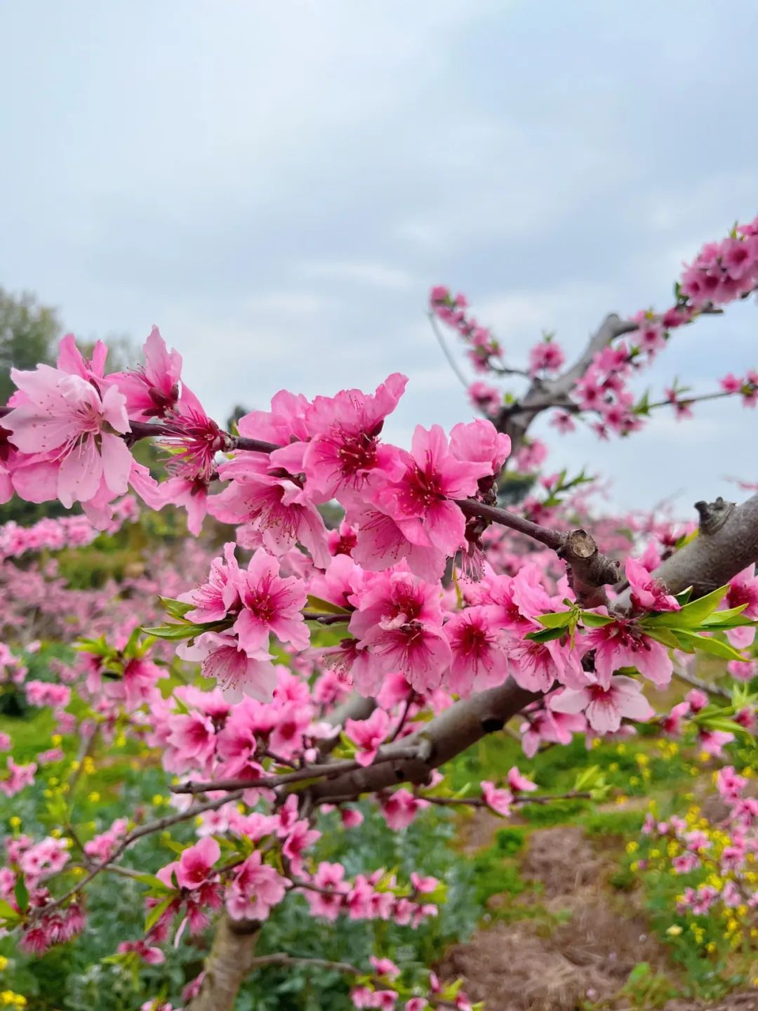 成都龙泉桃花图片