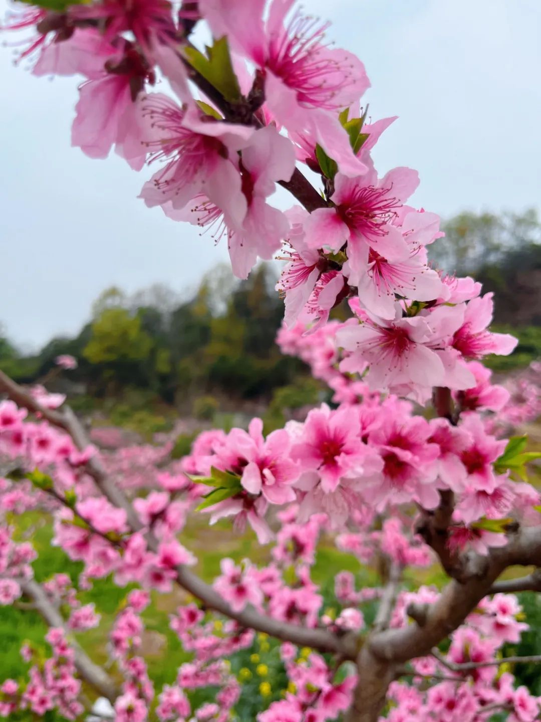 成都龙泉桃花图片