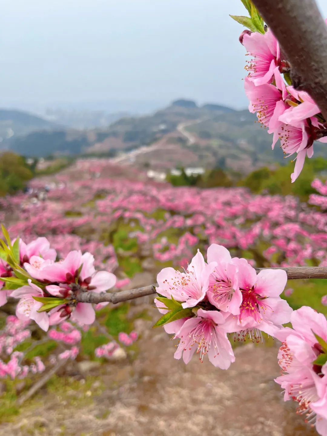 石家庄龙泉大桥桃花图片