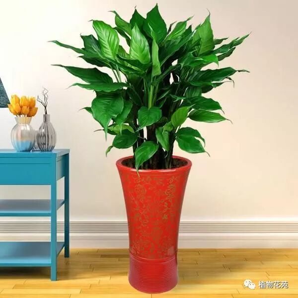 这3种花只爱水 每天添水不能听 勤快人肯定能养好 植物花苑 微信公众号文章阅读 Wemp