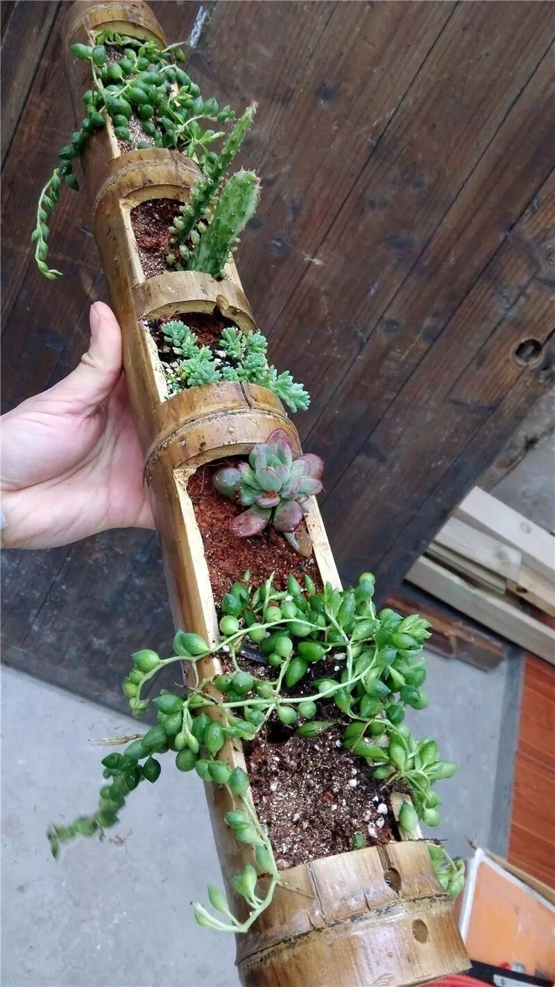 竹与花向来可和谐搭配,将竹制成花器,并种上喜欢的多肉植物, 让春意