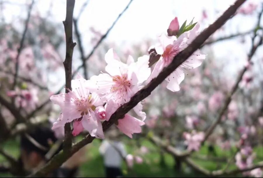 红木助春阳生发之机 ，提升宅内之阳气