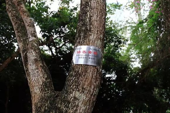 “花梨木”只用记住：降香黄檀、大果紫檀、刺猬紫檀这三种材质！