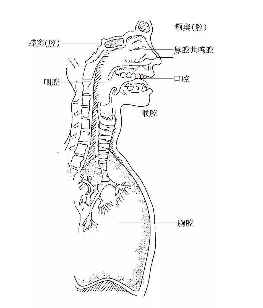 人体的共鸣器官主要有胸腔,口腔和头腔三大共鸣腔体.