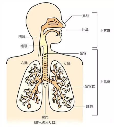 共鸣器官图片