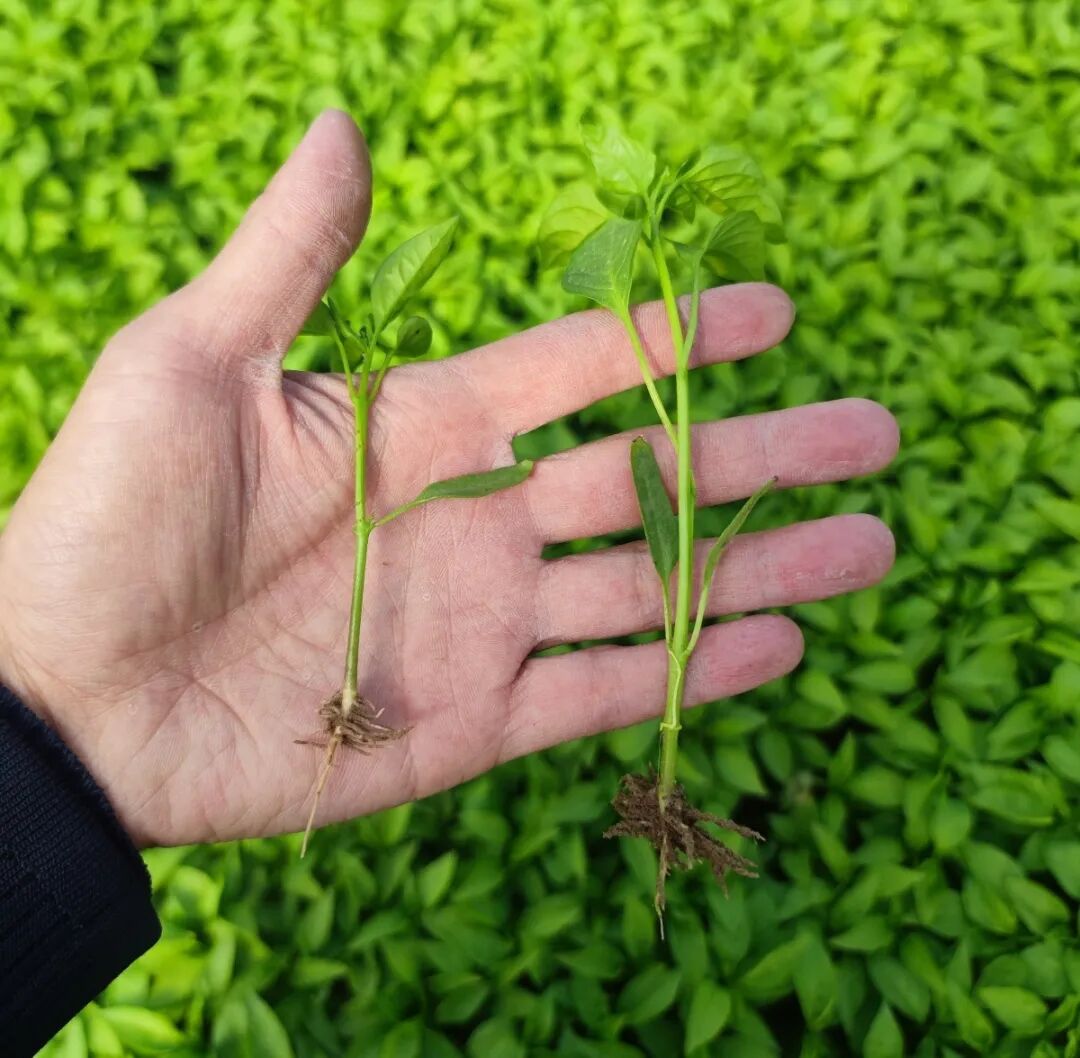 激发活力,补充土壤有机质,改善辣椒的根际生长环境,生根壮根,增强抗性