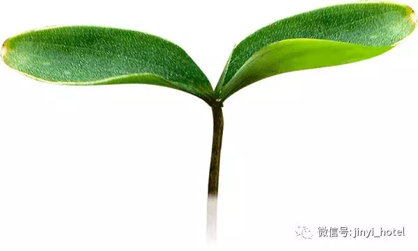 幼苗