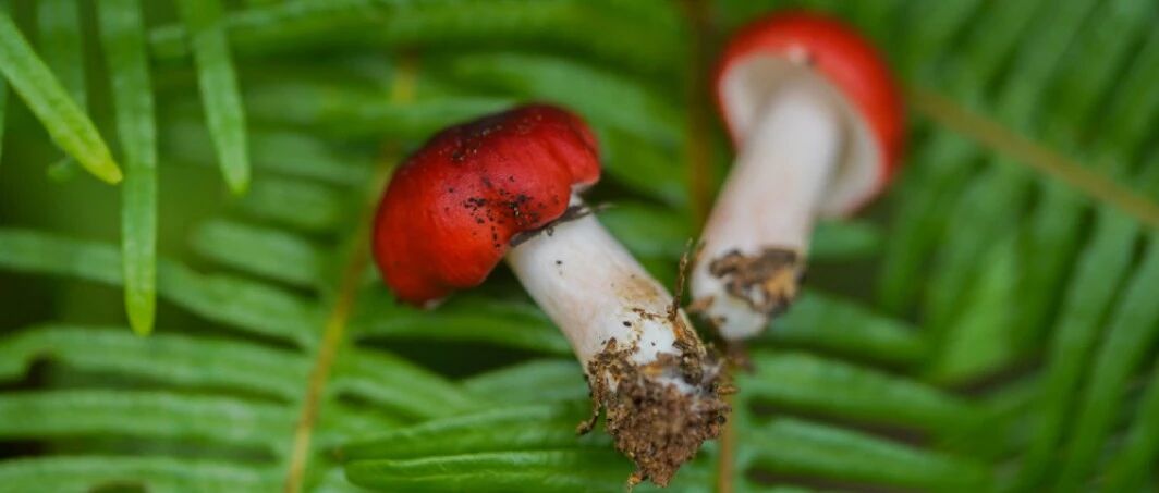 吃什么菌子可以看见小人？