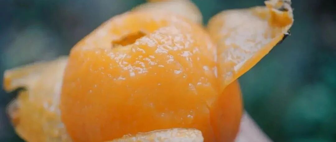 早春吃过的枇杷里，这颗最浓甜多汁