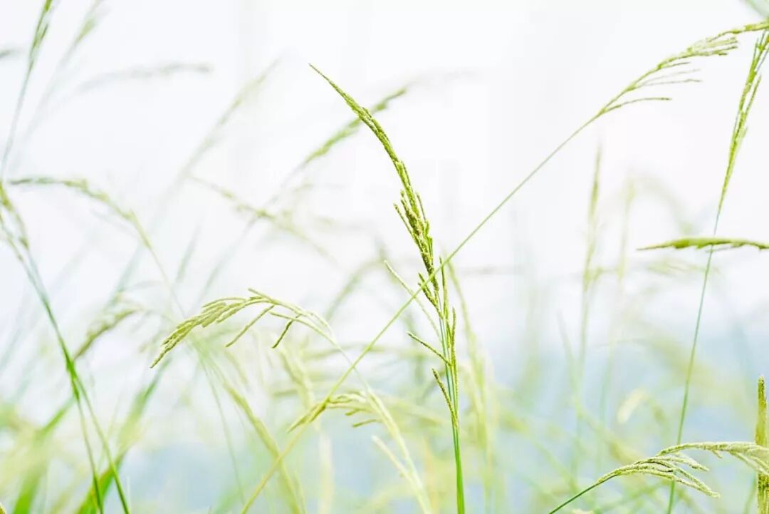 



神奇风物 | 吸收了栀子花香气的铁观音，就叫栀子乌龙
