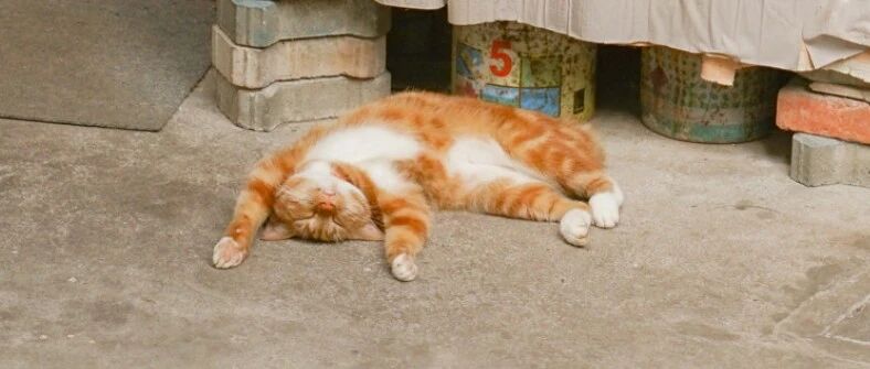 饱记特别企划：给这些流浪的小家伙囤粮过冬