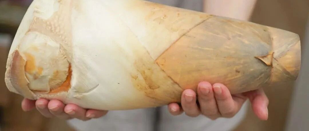 这个季节的广东，还有什么不为人知的时令美味？