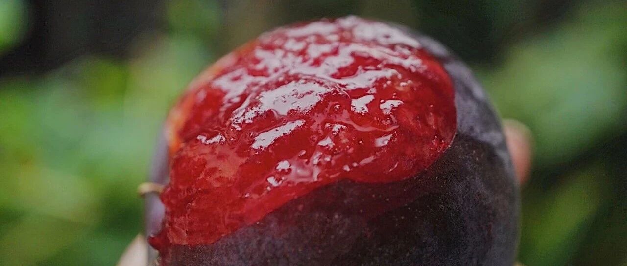 安利 7 种当季果子，多汁又酸甜。