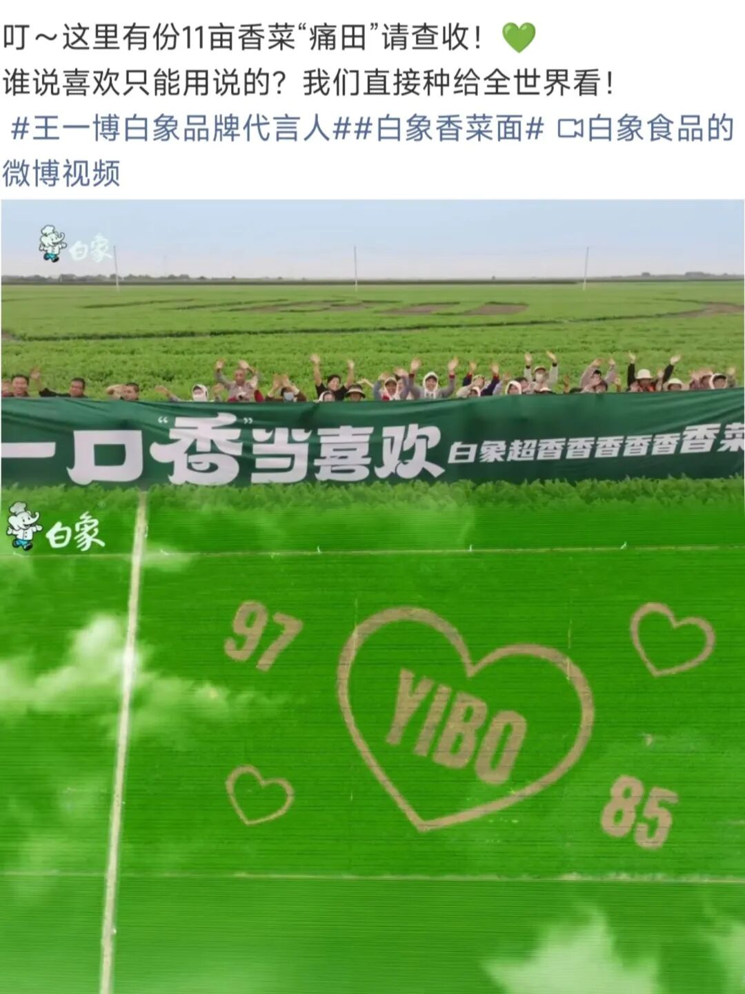 王一博 11亩香菜地