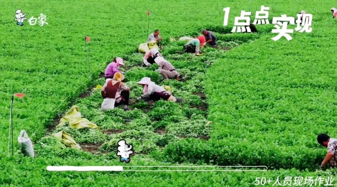 王一博 11亩香菜地