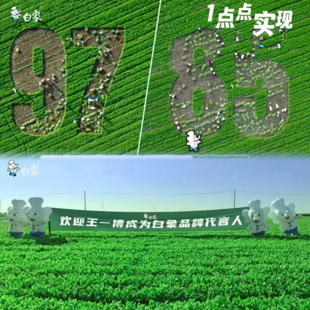王一博 11亩香菜地