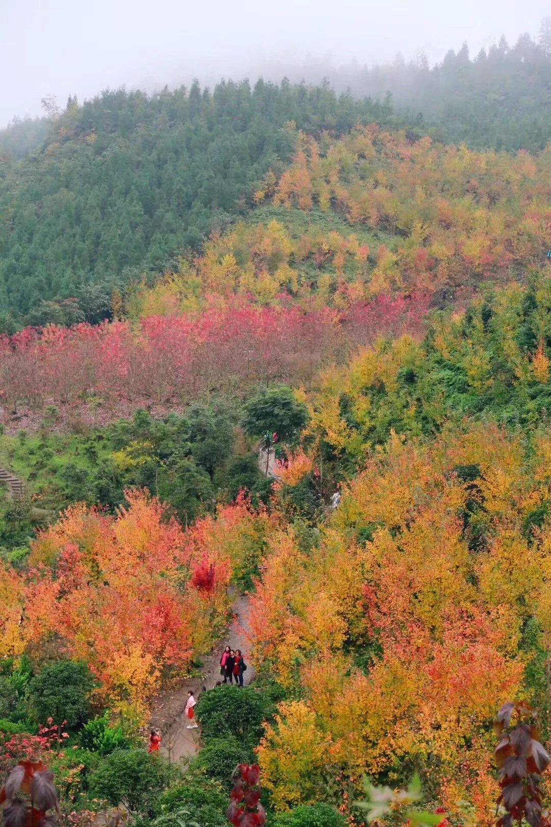 四川最美的15個紅葉區，一到秋天就燃成一片片紅海！ 旅行 第9張