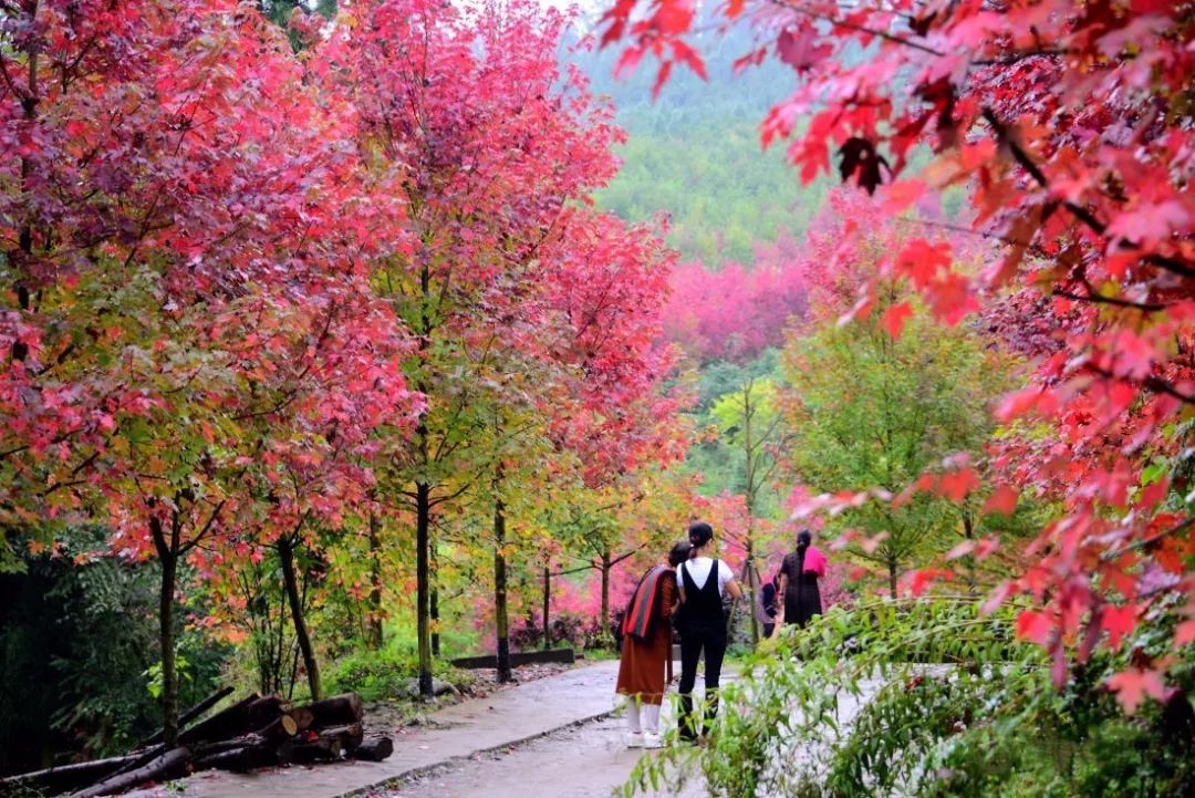 四川最美的15個紅葉區，一到秋天就燃成一片片紅海！ 旅行 第6張