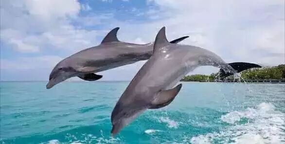 免费资源：【BBC儿童纪录片合集】少儿动物世界Wild Tales全四季共20集（英文解说+英文字幕）