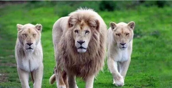 免费资源：【BBC儿童纪录片合集】少儿动物世界Wild Tales全四季共20集（英文解说+英文字幕）