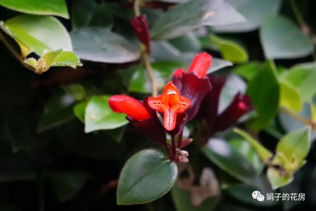 7种可以挂起来养的花卉 到了冬天还能开花 养护简单还不占地方 全网搜