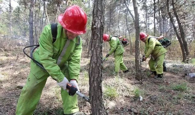 这个药防治各种树木的蛀干害虫特别好 用一次管一年 知三农 微信公众号文章阅读 Wemp