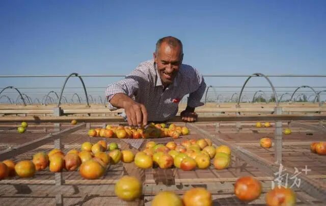 果农正在晾晒杏干。南方+记者 钟志辉 摄