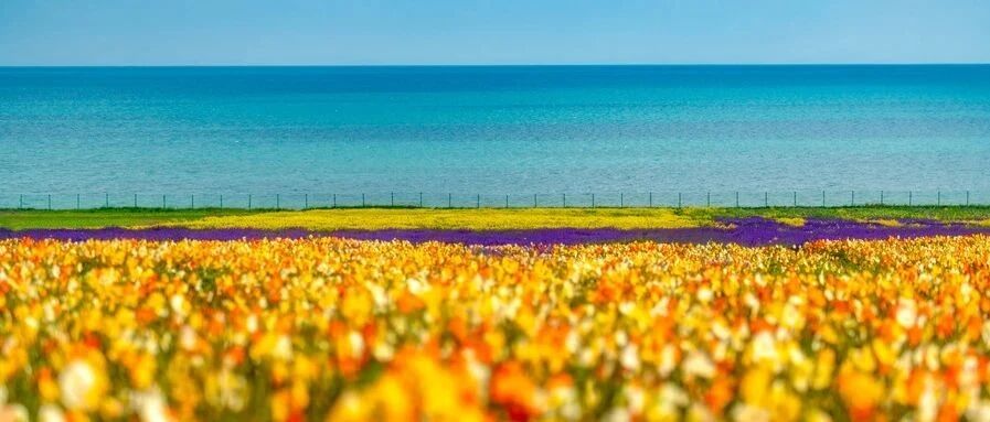 青海!绚丽四射，美翻了!