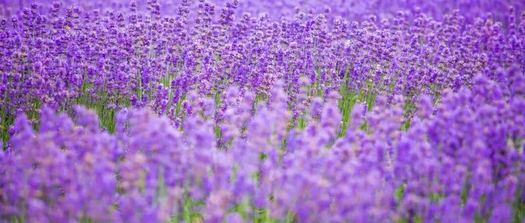 不输北海道，媲美普罗旺斯，今夏最值得奔赴的花海