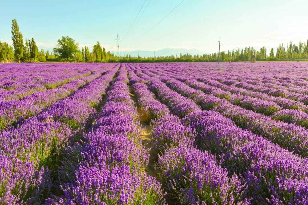 不输北海道 媲美普罗旺斯 今夏最值得奔赴的花海 柠檬资讯