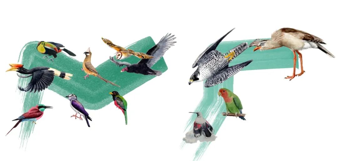 比对序列数据集为基础,将6000多万年前的鸟类大爆发后"辐射性演化"