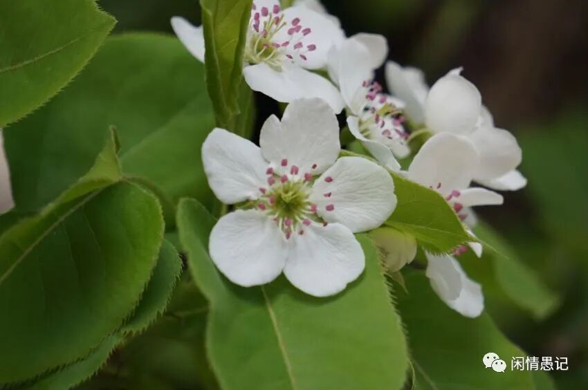 海棠未雨 梨花先雪 一半春休 植物文化 微信公众号文章阅读 Wemp