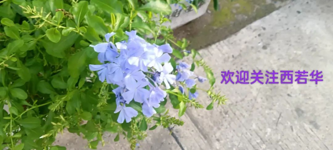 蒯曼有了新称号：五局女王,乒超联赛：8队晋级总决赛，魏桥和深大夺常规赛榜首，蒯曼被..
