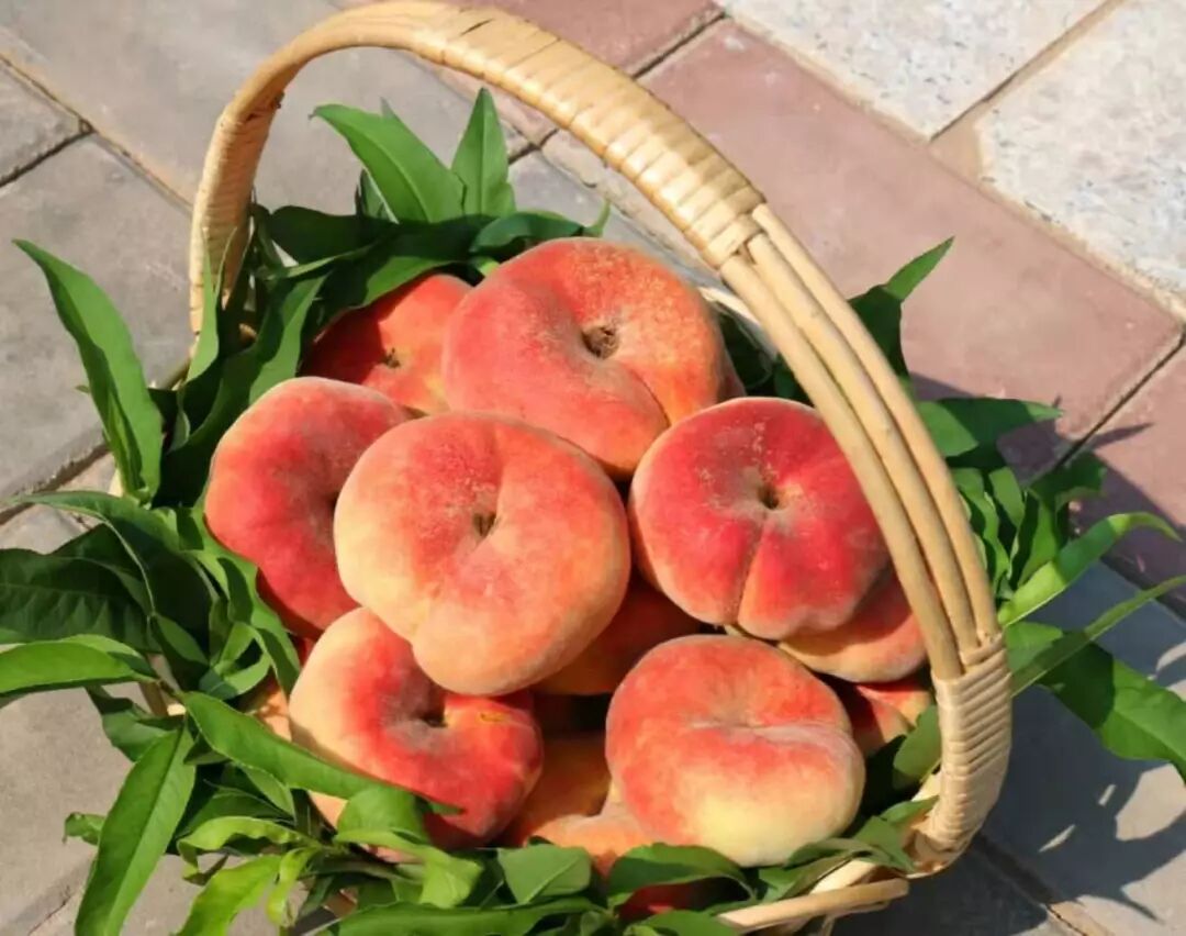 蟠桃的种植方法和要点