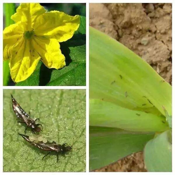 导致玉米心叶打卷的虫害有两种:一是玉米在3～5叶期受蓟马为害