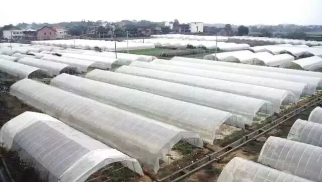 各種大棚造價(jià)、性?xún)r(jià)比及使用說(shuō)明大全，為您節省開(kāi)支|益生源頭條-南陽(yáng)市益生源肥業(yè)有限公司