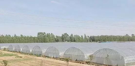 各種大棚造價(jià)、性?xún)r(jià)比及使用說(shuō)明大全，為您節省開(kāi)支|益生源頭條-南陽(yáng)市益生源肥業(yè)有限公司