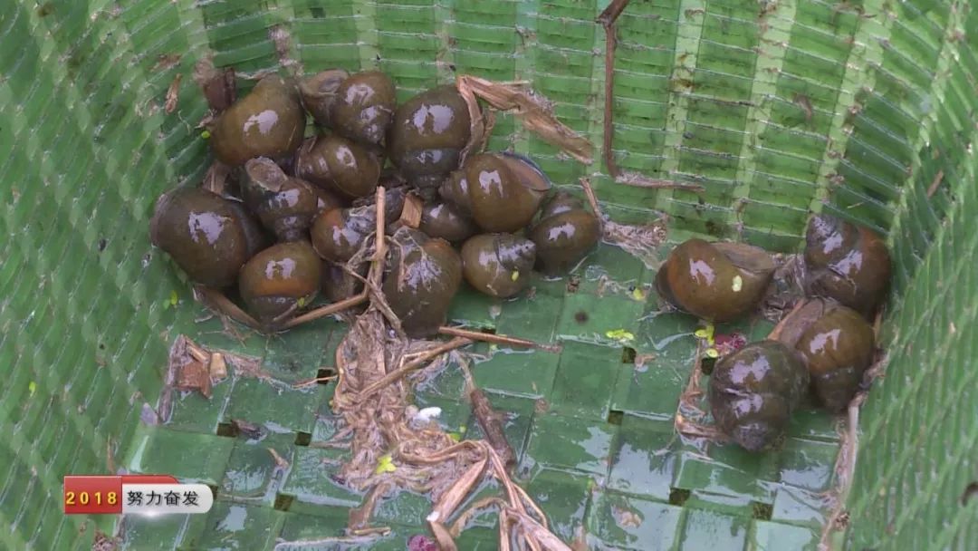 致富经泥鳅养殖_养殖泥鳅投资多少钱_养台湾泥鳅致富故事