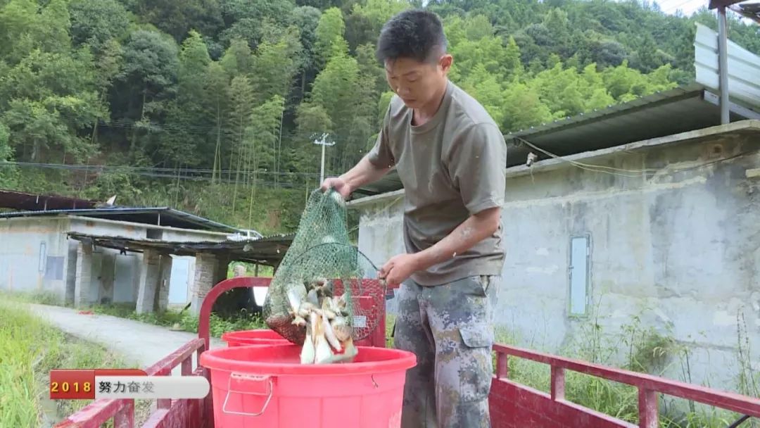 致富经泥鳅养殖_养台湾泥鳅致富故事_养殖泥鳅投资多少钱