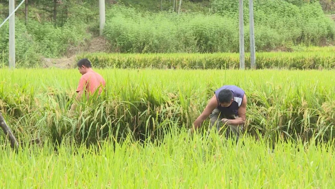 养台湾泥鳅致富故事_养殖泥鳅投资多少钱_致富经泥鳅养殖