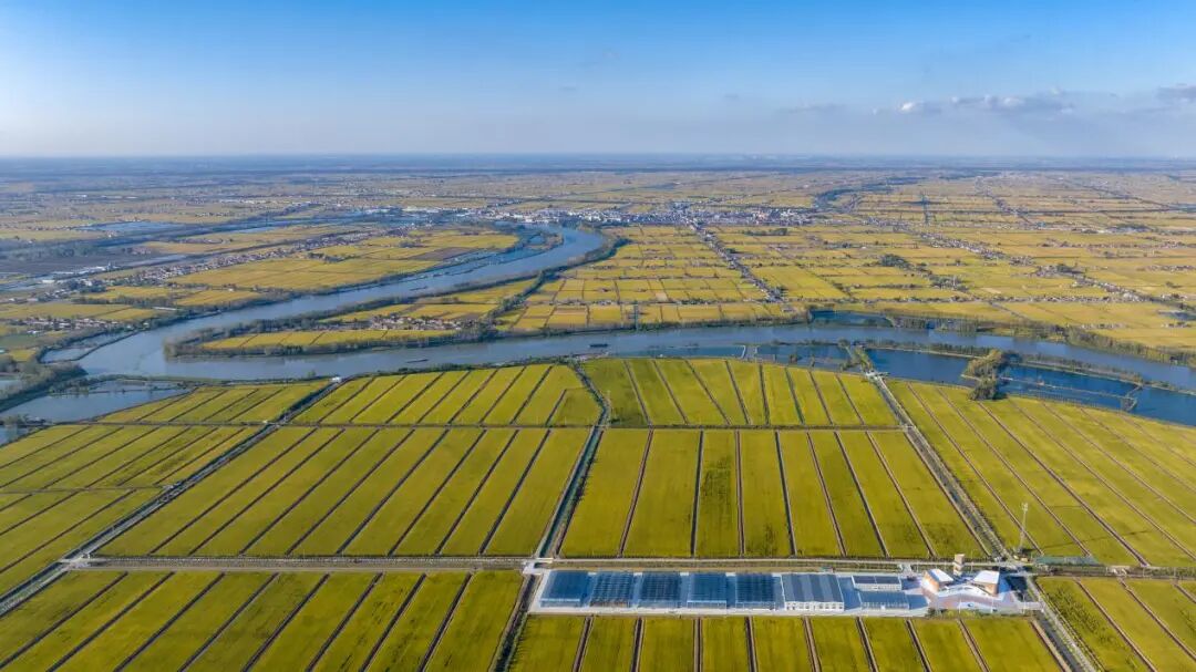 江苏射阳:"新质生产力"开辟农业"新蓝海"