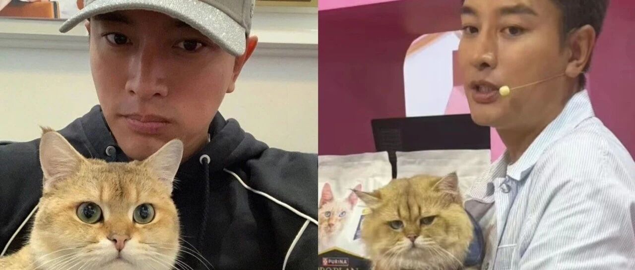 贾乃亮带猫去工作:谁家猫跟狗似的,非要和我去工作!贾乃亮吐槽自家猫&ldquo;跟狗似的&rdquo;.