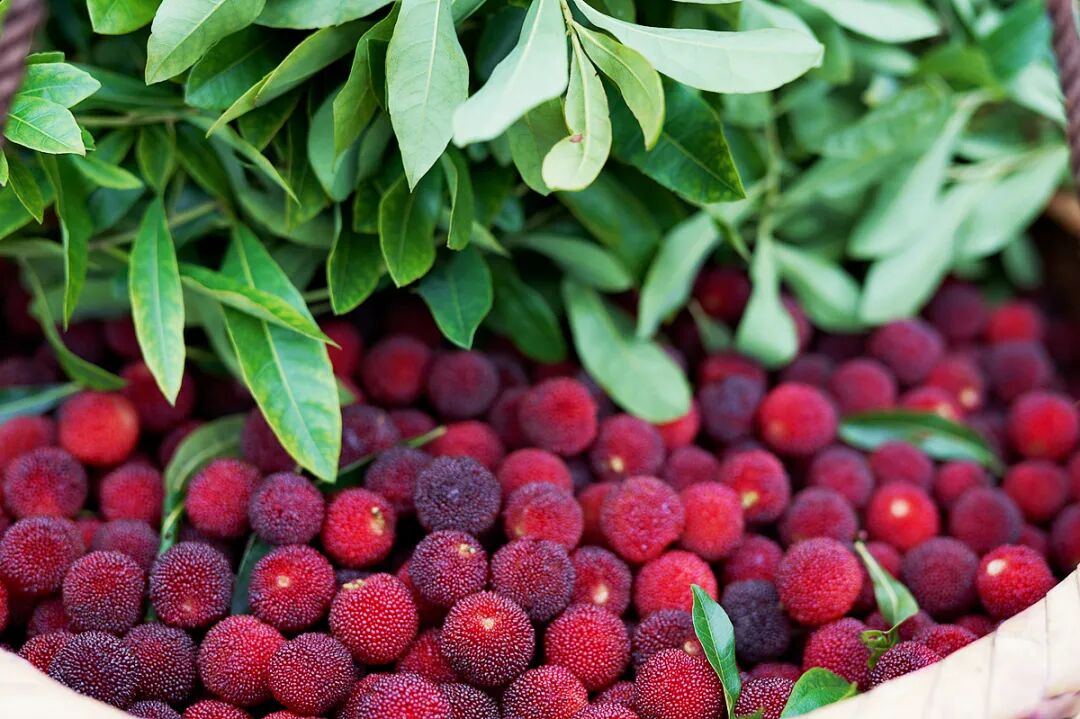 夏日"梅"好时光——富民杨梅熟啦!-彩龙社区