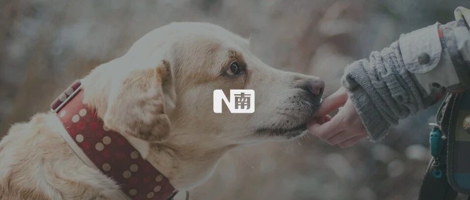 遛狗新规定，不拴绳违法！