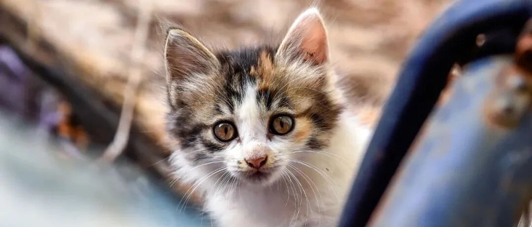 你给流浪猫猫的爱，带来的是不是互相伤害？